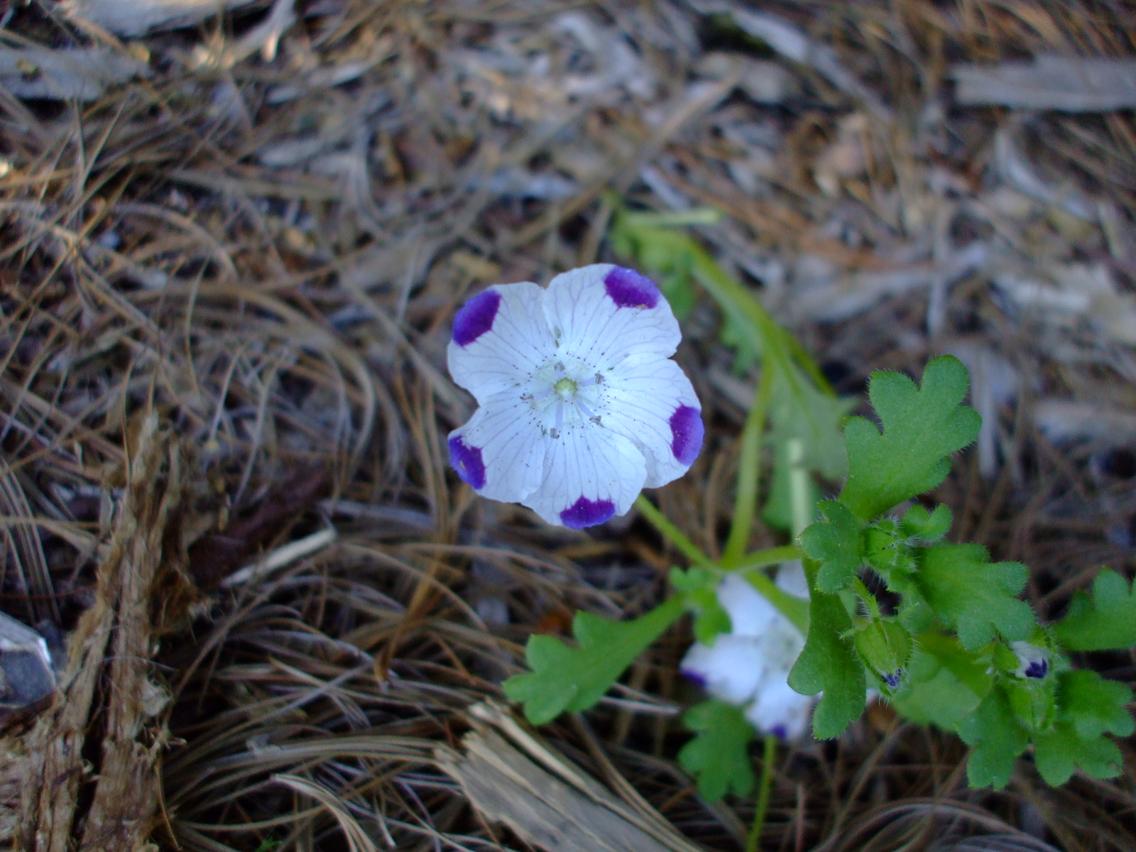 Nemophila maculata